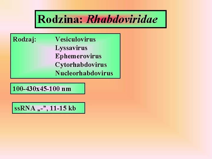 Rodzina: Rhabdoviridae Rodzaj: Vesiculovirus Lyssavirus Ephemerovirus Cytorhabdovirus Nucleorhabdovirus 100 -430 x 45 -100 nm