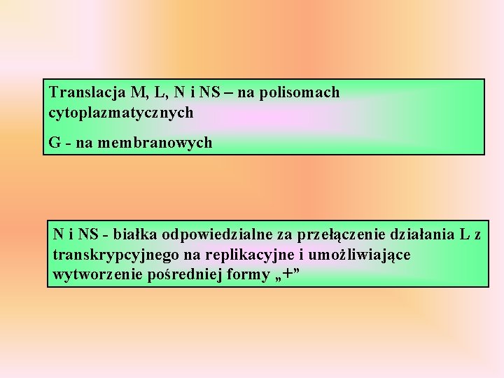 Translacja M, L, N i NS – na polisomach cytoplazmatycznych G - na membranowych