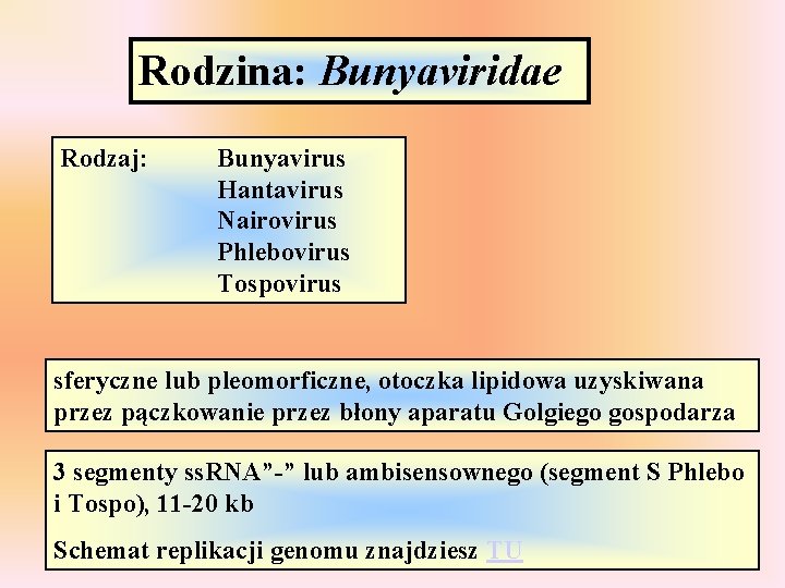 Rodzina: Bunyaviridae Rodzaj: Bunyavirus Hantavirus Nairovirus Phlebovirus Tospovirus sferyczne lub pleomorficzne, otoczka lipidowa uzyskiwana