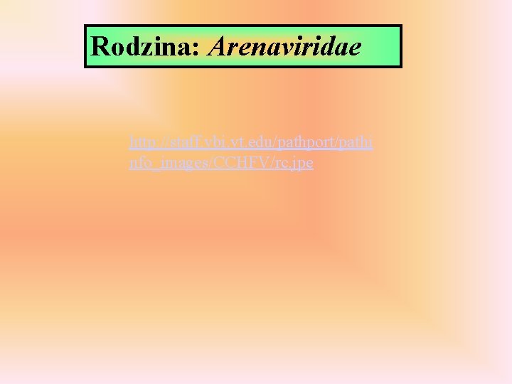 Rodzina: Arenaviridae http: //staff. vbi. vt. edu/pathport/pathi nfo_images/CCHFV/rc. jpe 