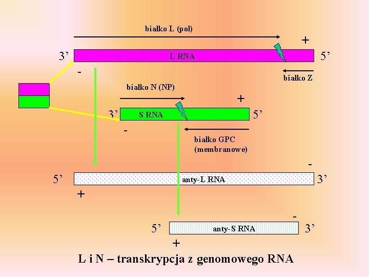 białko L (pol) + 3’ 5’ L RNA - białko Z białko N (NP)