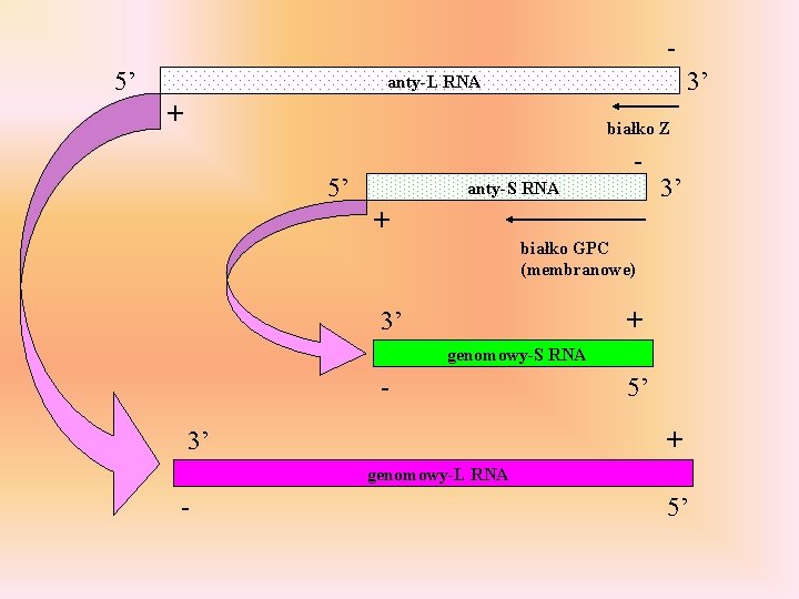 5’ 3’ anty-L RNA + białko Z - 5’ anty-S RNA 3’ + białko