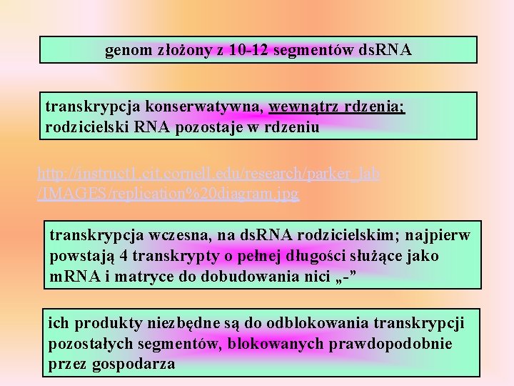 genom złożony z 10 -12 segmentów ds. RNA transkrypcja konserwatywna, wewnątrz rdzenia; rodzicielski RNA