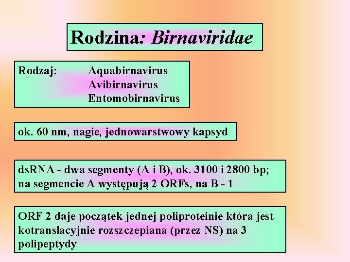 Rodzina: Birnaviridae Rodzaj: Aquabirnavirus Avibirnavirus Entomobirnavirus ok. 60 nm, nagie, jednowarstwowy kapsyd ds. RNA