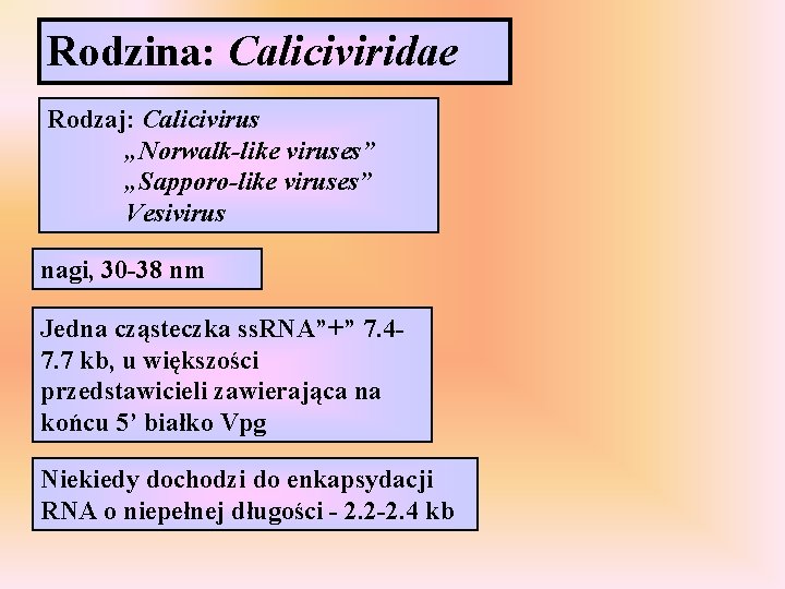 Rodzina: Caliciviridae Rodzaj: Calicivirus „Norwalk-like viruses” „Sapporo-like viruses” Vesivirus nagi, 30 -38 nm Jedna