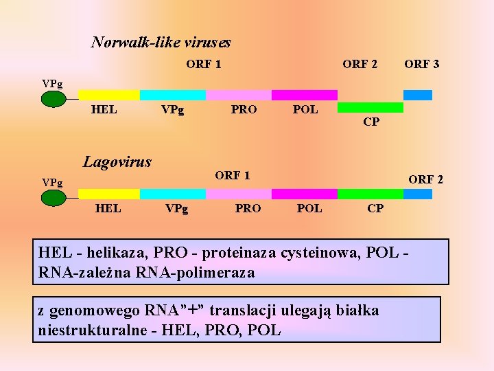 Norwalk-like viruses ORF 1 ORF 2 ORF 3 VPg HEL VPg Lagovirus POL CP