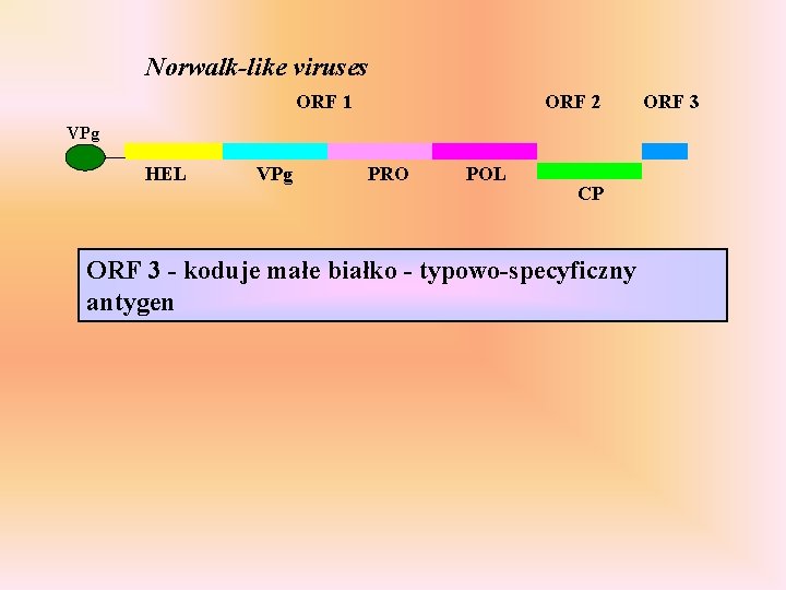 Norwalk-like viruses ORF 1 ORF 2 VPg HEL VPg PRO POL CP ORF 3