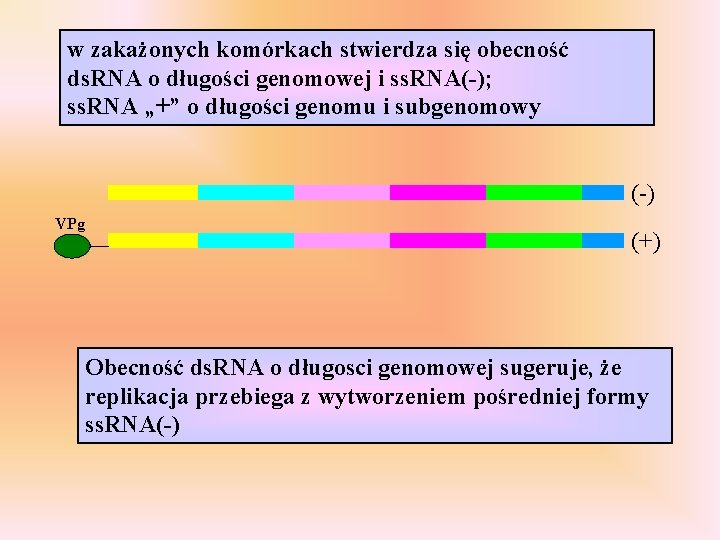 w zakażonych komórkach stwierdza się obecność ds. RNA o długości genomowej i ss. RNA(-);