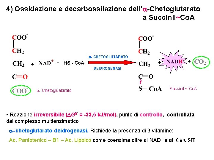 4) Ossidazione e decarbossilazione dell’a-Chetoglutarato a Succinil~Co. A a- CHETOGLUTARATO + + HS -