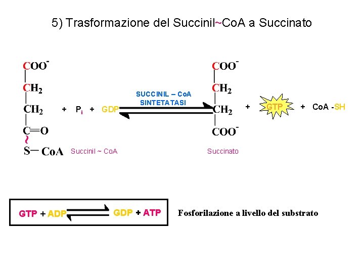 5) Trasformazione del Succinil~Co. A a Succinato + Pi + GDP SUCCINIL – Co.