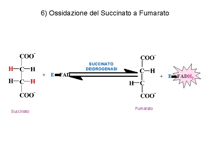 6) Ossidazione del Succinato a Fumarato SUCCINATO DEIDROGENASI + Succinato E FAD + Fumarato