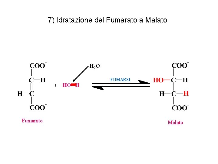 7) Idratazione del Fumarato a Malato H 2 O + Fumarato HO H FUMARSI