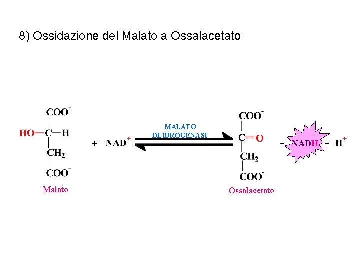 8) Ossidazione del Malato a Ossalacetato + Malato MALATO DEIDROGENASI + NADH + Ossalacetato