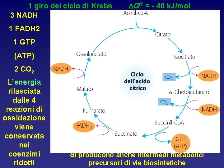 1 giro del ciclo di Krebs 3 NADH DG 0’ = - 40 k.