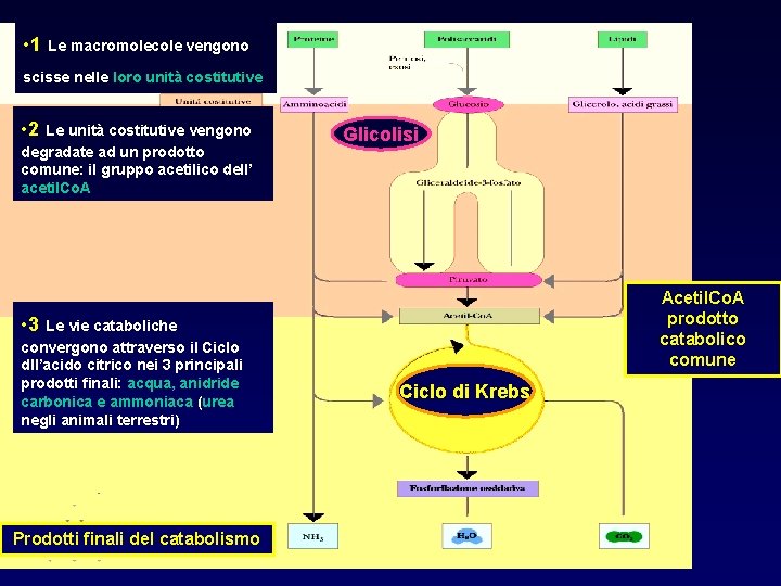  • 1 Le macromolecole vengono scisse nelle loro unità costitutive • 2 Le