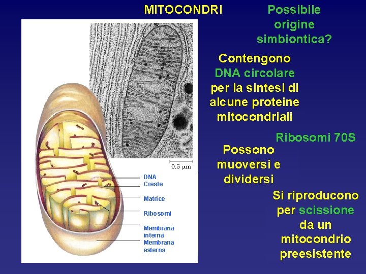 MITOCONDRI Possibile origine simbiontica? Contengono DNA circolare per la sintesi di alcune proteine mitocondriali