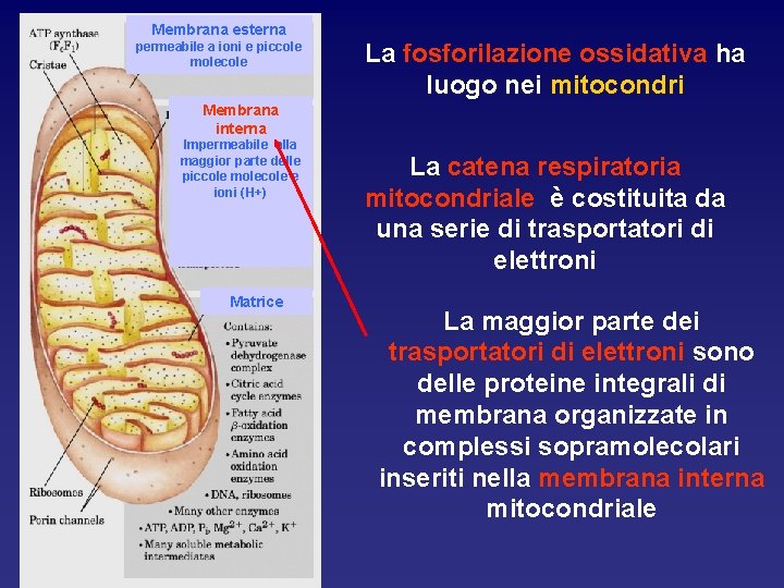 Membrana esterna permeabile a ioni e piccole molecole La fosforilazione ossidativa ha luogo nei