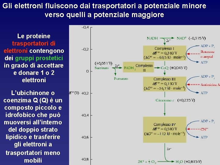 Gli elettroni fluiscono dai trasportatori a potenziale minore verso quelli a potenziale maggiore Le