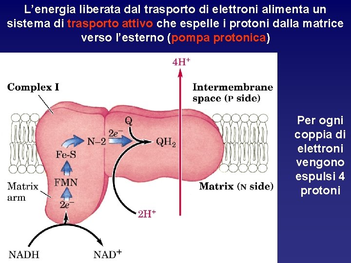 L’energia liberata dal trasporto di elettroni alimenta un sistema di trasporto attivo che espelle