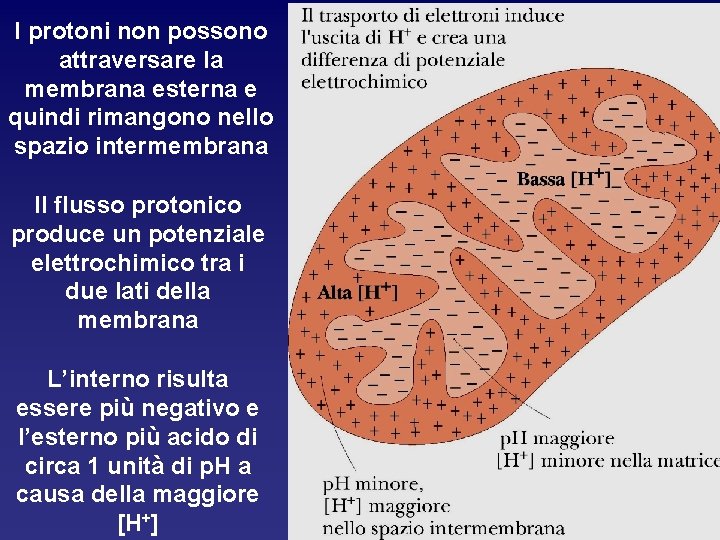 I protoni non possono attraversare la membrana esterna e quindi rimangono nello spazio intermembrana