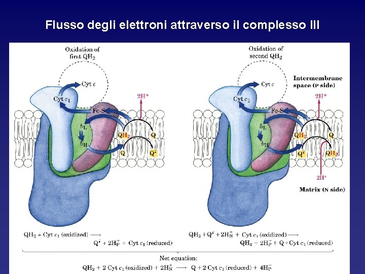 Flusso degli elettroni attraverso il complesso III 