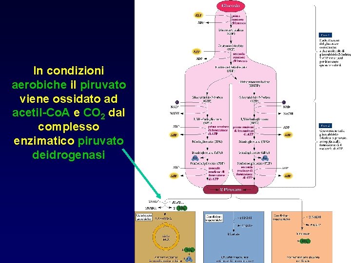 In condizioni aerobiche il piruvato viene ossidato ad acetil-Co. A e CO 2 dal