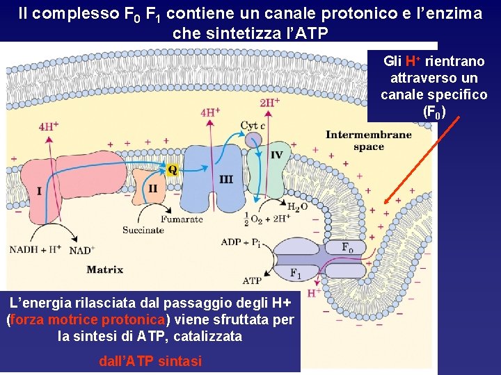 Il complesso F 0 F 1 contiene un canale protonico e l’enzima che sintetizza