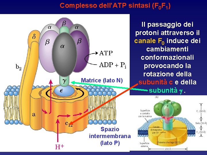 Complesso dell’ATP sintasi (F 0 F 1) Matrice (lato N) Spazio intermembrana (lato P)