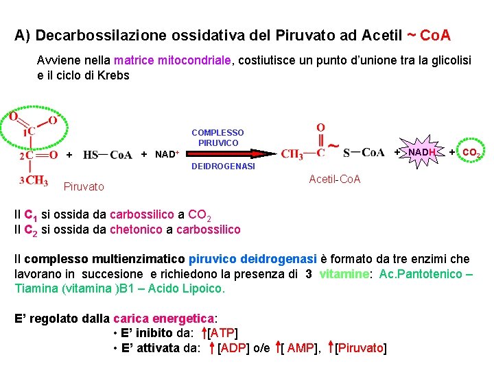 A) Decarbossilazione ossidativa del Piruvato ad Acetil ~ Co. A Avviene nella matrice mitocondriale,