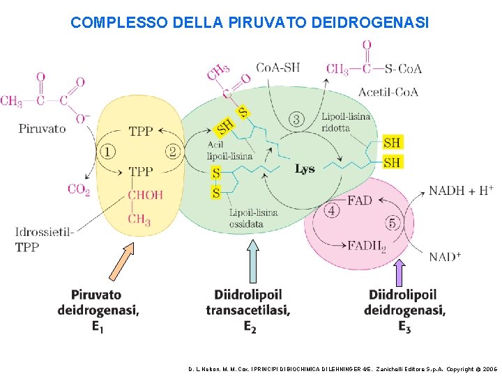 COMPLESSO DELLA PIRUVATO DEIDROGENASI D. L. Nelson, M. M. Cox, I PRINCIPI DI BIOCHIMICA