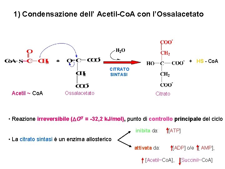 1) Condensazione dell’ Acetil-Co. A con l’Ossalacetato + HS - Co. A CITRATO SINTASI