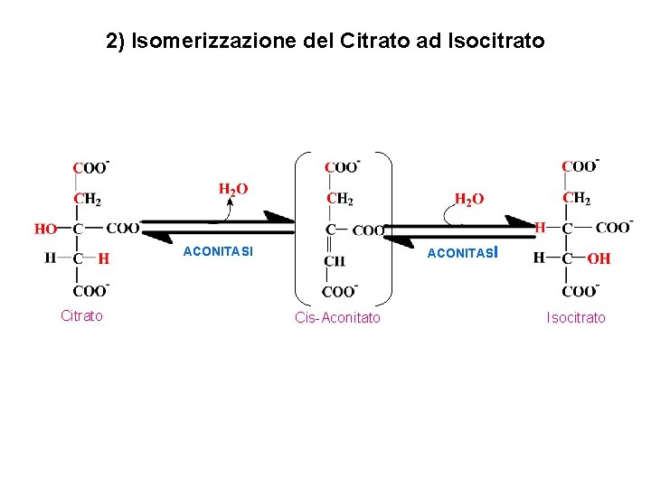 2) Isomerizzazione del Citrato ad Isocitrato ACONITASI Citrato Cis-Aconitato Isocitrato 