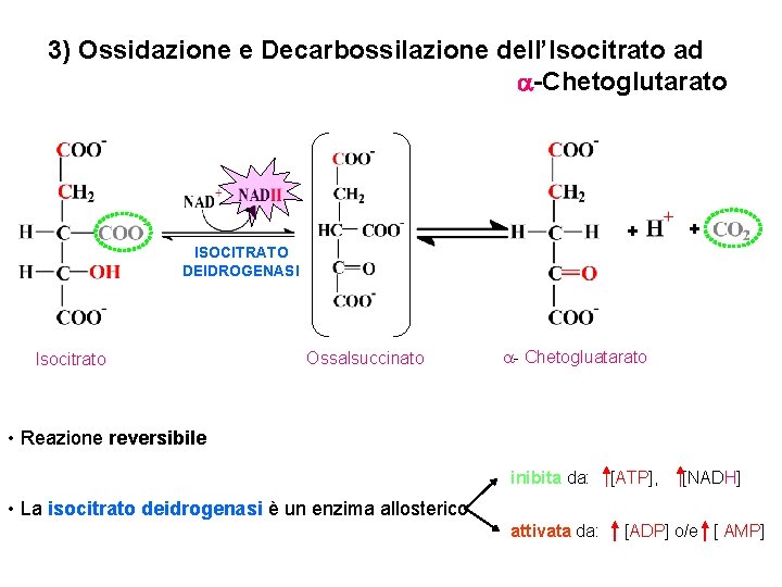 3) Ossidazione e Decarbossilazione dell’Isocitrato ad a-Chetoglutarato + + ISOCITRATO DEIDROGENASI Isocitrato Ossalsuccinato a-