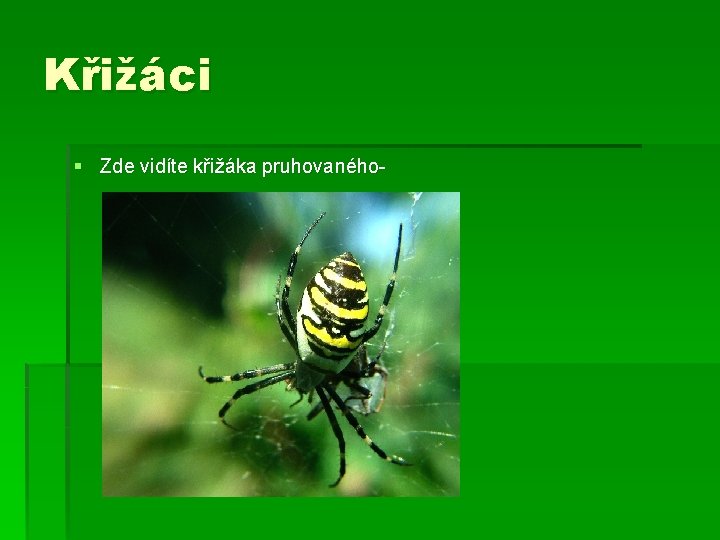 Křižáci § Zde vidíte křižáka pruhovaného- 