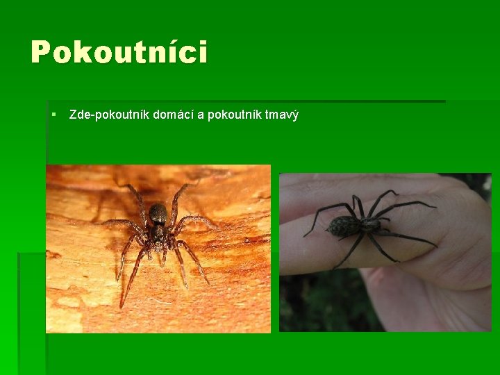 Pokoutníci § Zde-pokoutník domácí a pokoutník tmavý 