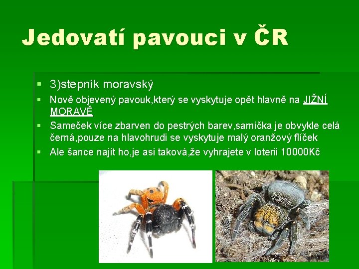 Jedovatí pavouci v ČR § 3)stepník moravský § Nově objevený pavouk, který se vyskytuje