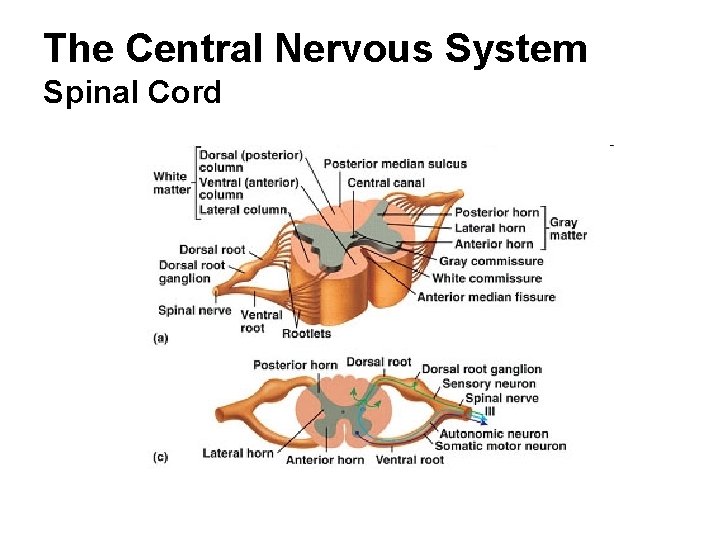 The Central Nervous System Spinal Cord 