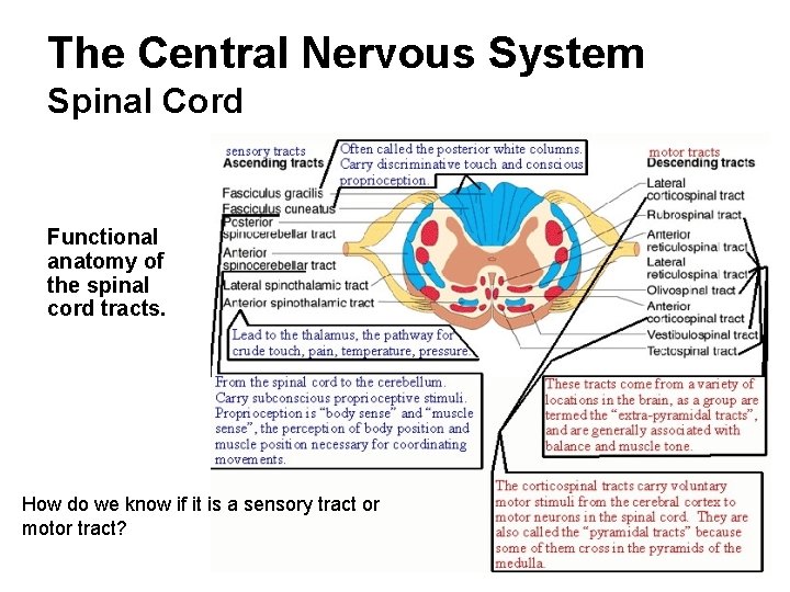 The Central Nervous System Spinal Cord Functional anatomy of the spinal cord tracts. How