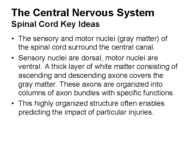 The Central Nervous System Spinal Cord Key Ideas • The sensory and motor nuclei