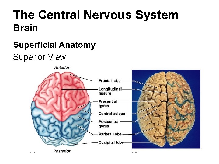 The Central Nervous System Brain Superficial Anatomy Superior View 