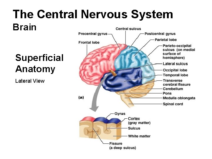 The Central Nervous System Brain Superficial Anatomy Lateral View 