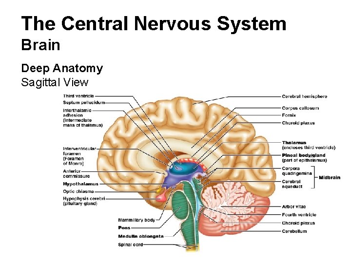 The Central Nervous System Brain Deep Anatomy Sagittal View 