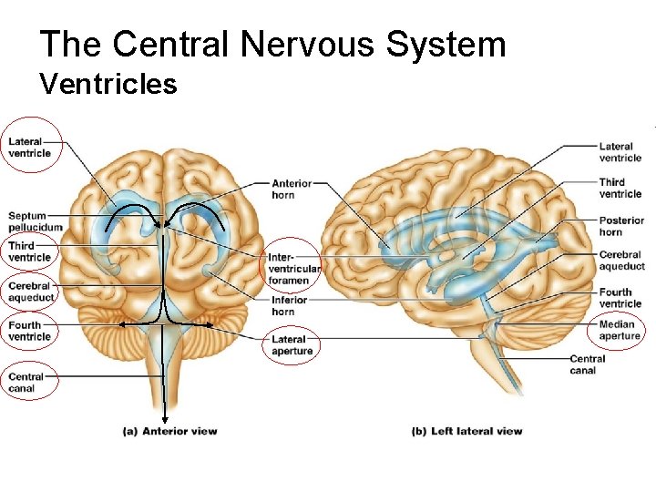 The Central Nervous System Ventricles 