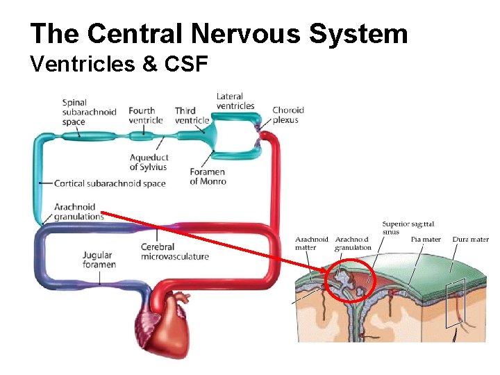 The Central Nervous System Ventricles & CSF 