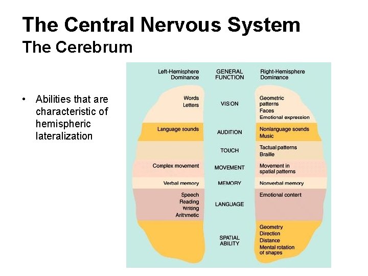 The Central Nervous System The Cerebrum • Abilities that are characteristic of hemispheric lateralization