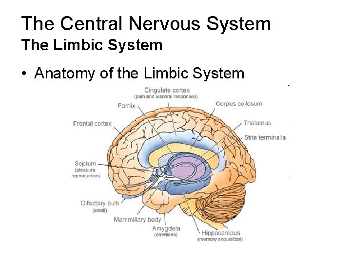 The Central Nervous System The Limbic System • Anatomy of the Limbic System 