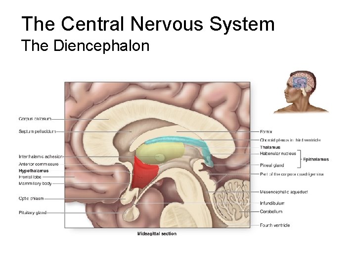 The Central Nervous System The Diencephalon 