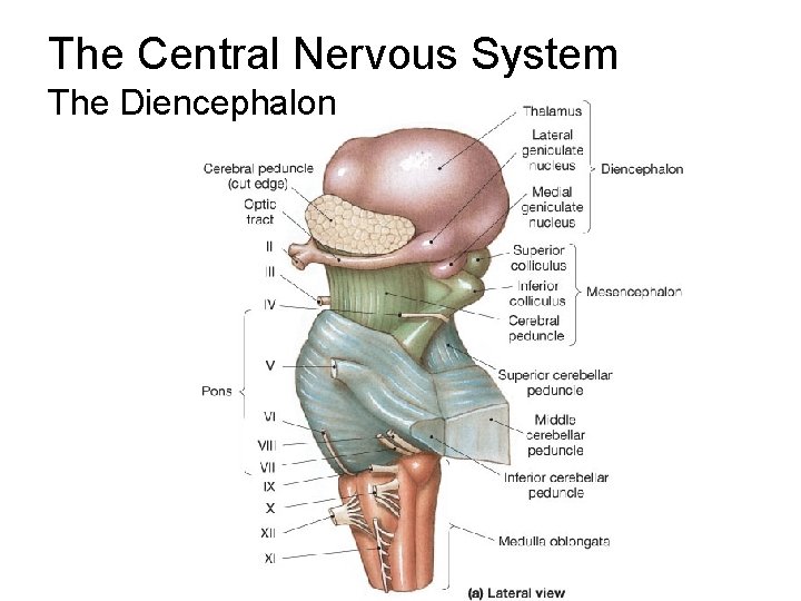 The Central Nervous System The Diencephalon 