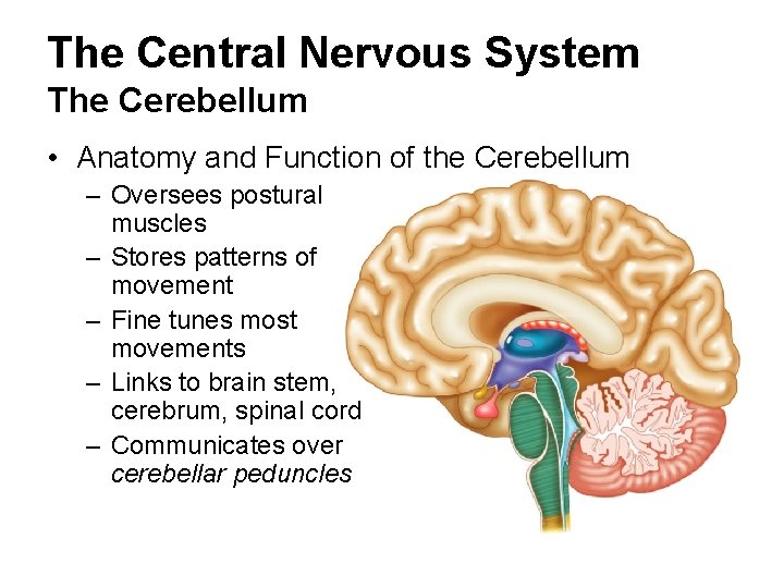 The Central Nervous System The Cerebellum • Anatomy and Function of the Cerebellum –