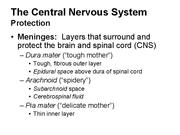 The Central Nervous System Protection • Meninges: Layers that surround and protect the brain